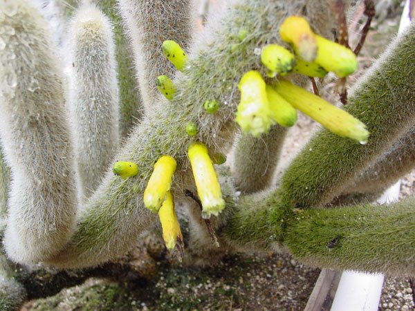 Cephalocleistocactus_chrysocephalus